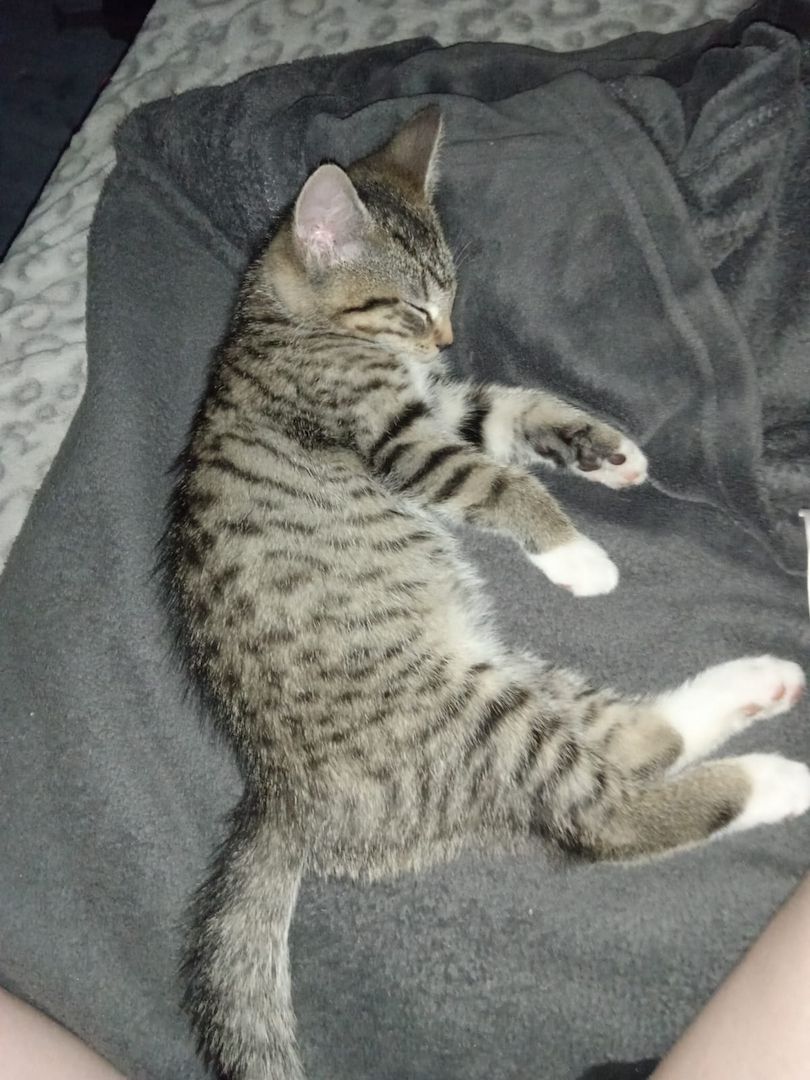 4 wunderschöne Katzenkitten