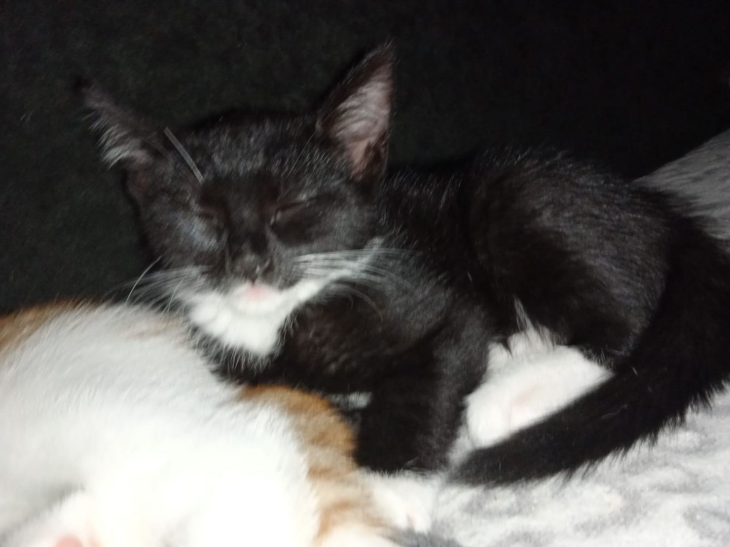 4 wunderschöne Katzenkitten