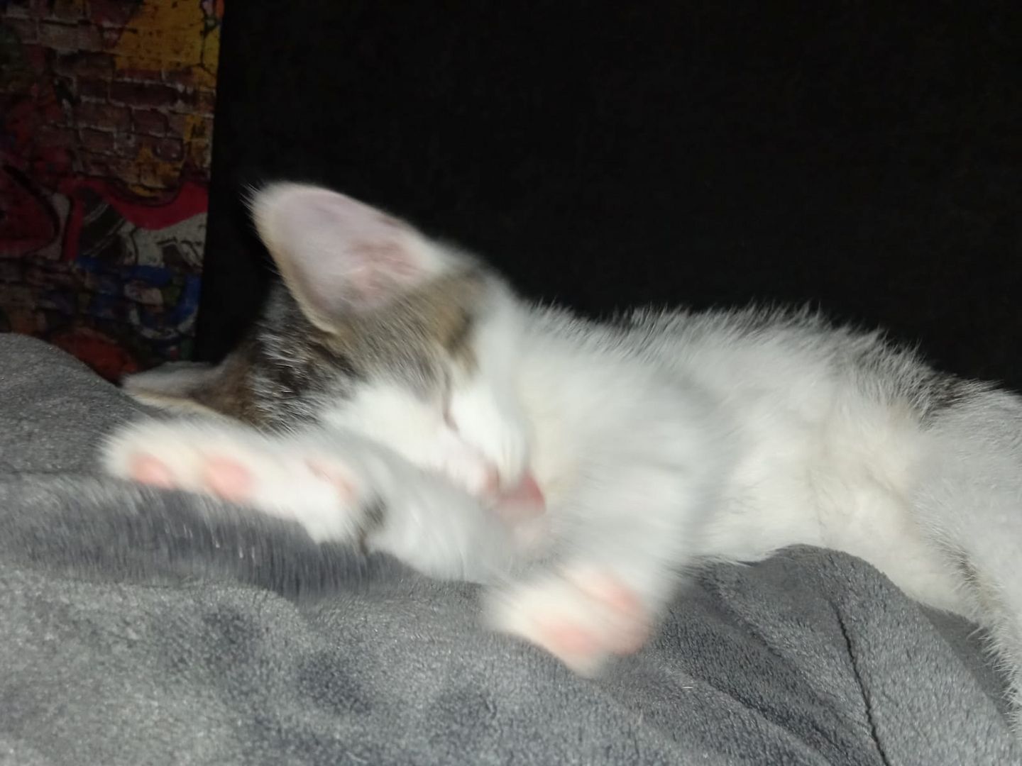 4 wunderschöne Katzenkitten