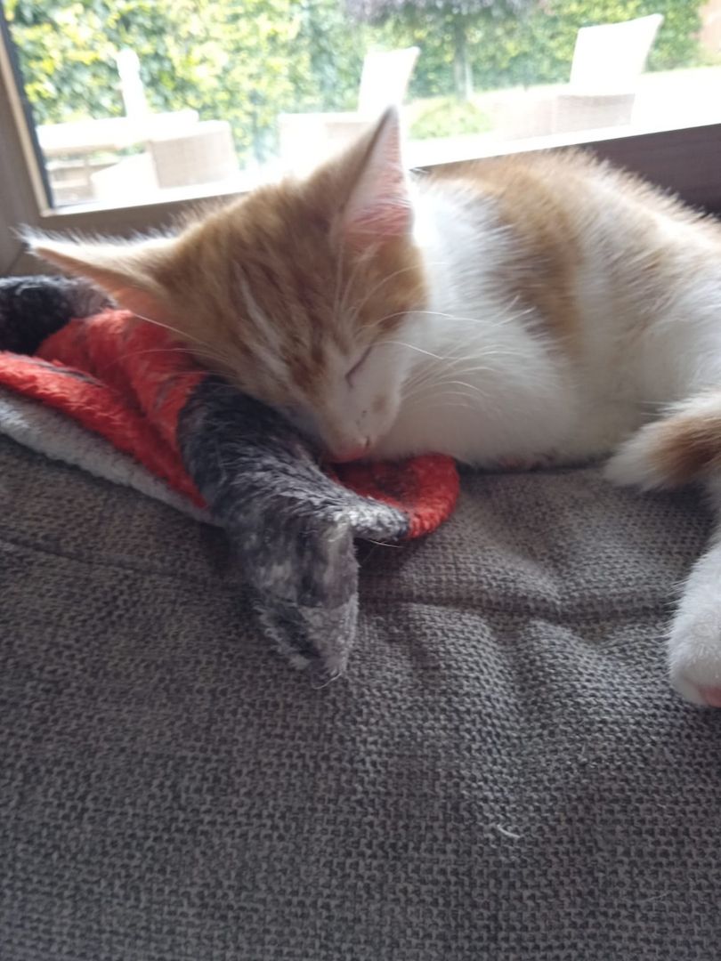 4 wunderschöne Katzenkitten