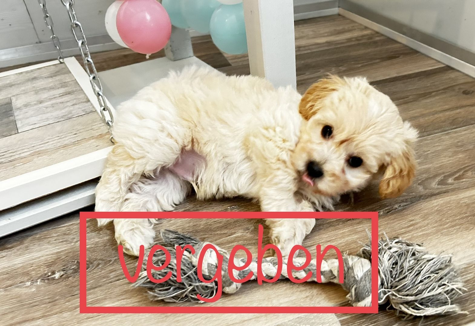 Maltipoo Welpen dürfen ausziehen  Maltipoo Welpen dürfen ausziehen