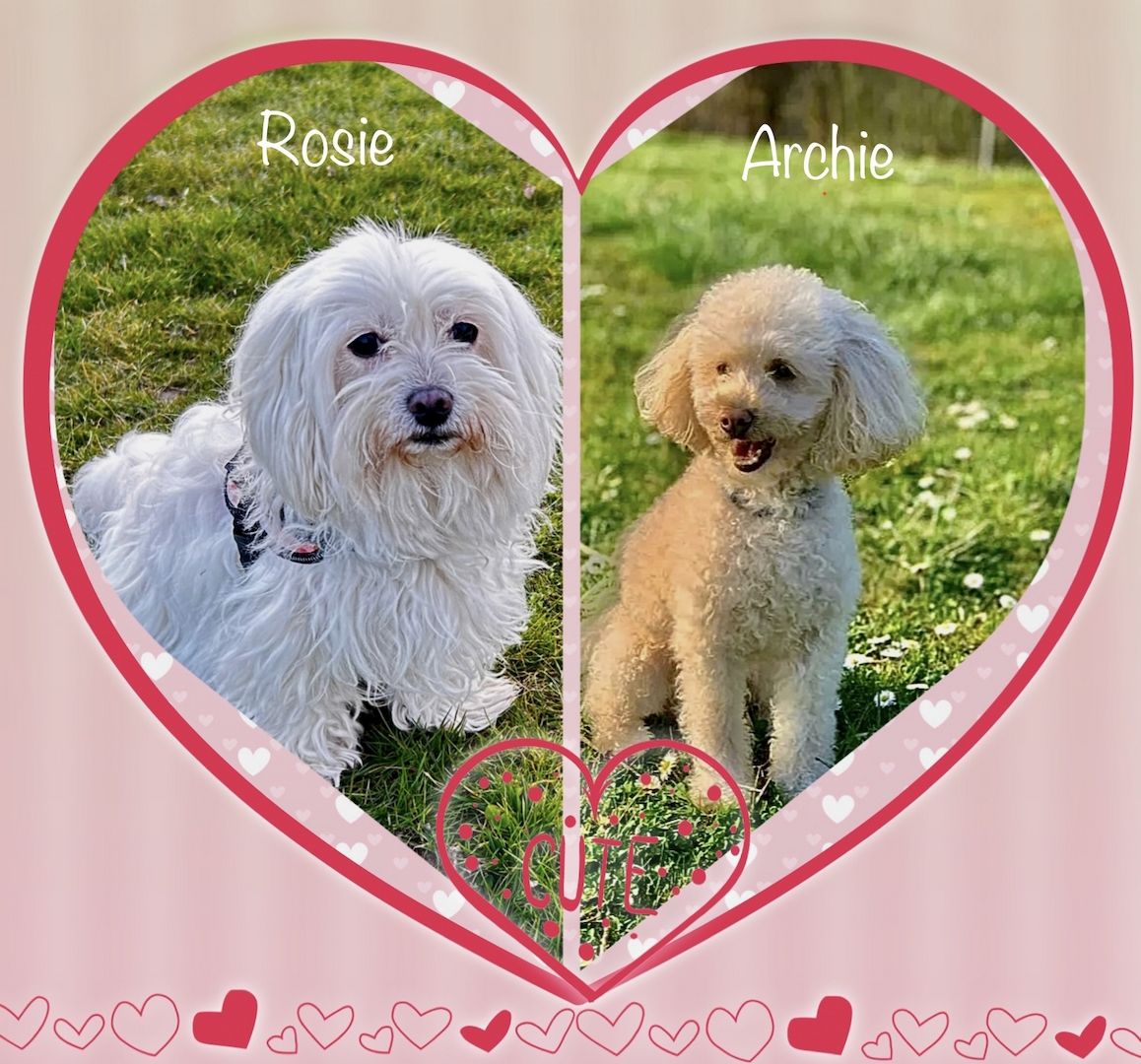 Maltipoo Welpen dürfen ausziehen  Maltipoo Welpen dürfen ausziehen