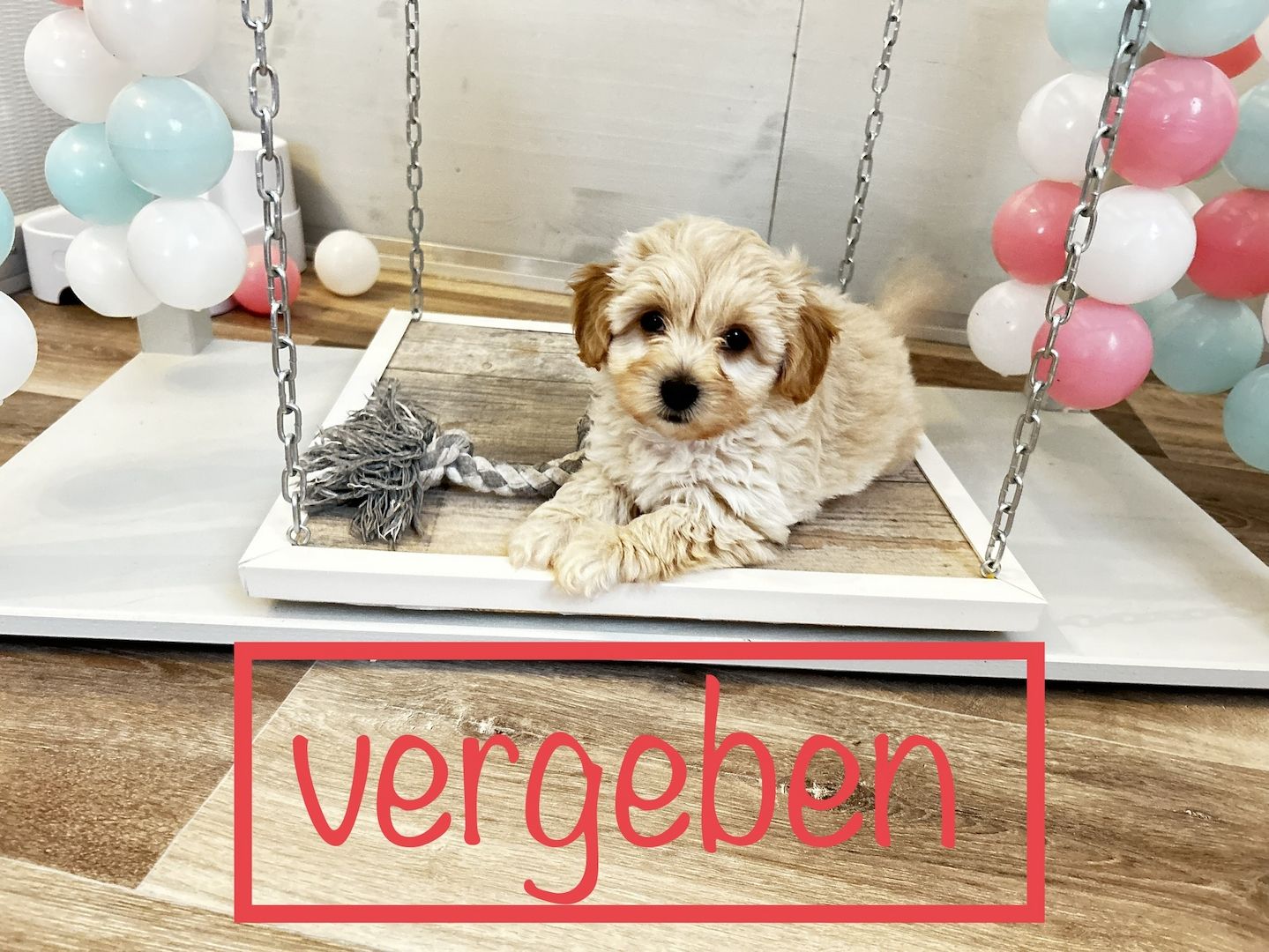 Maltipoo Welpen dürfen ausziehen  Maltipoo Welpen dürfen ausziehen