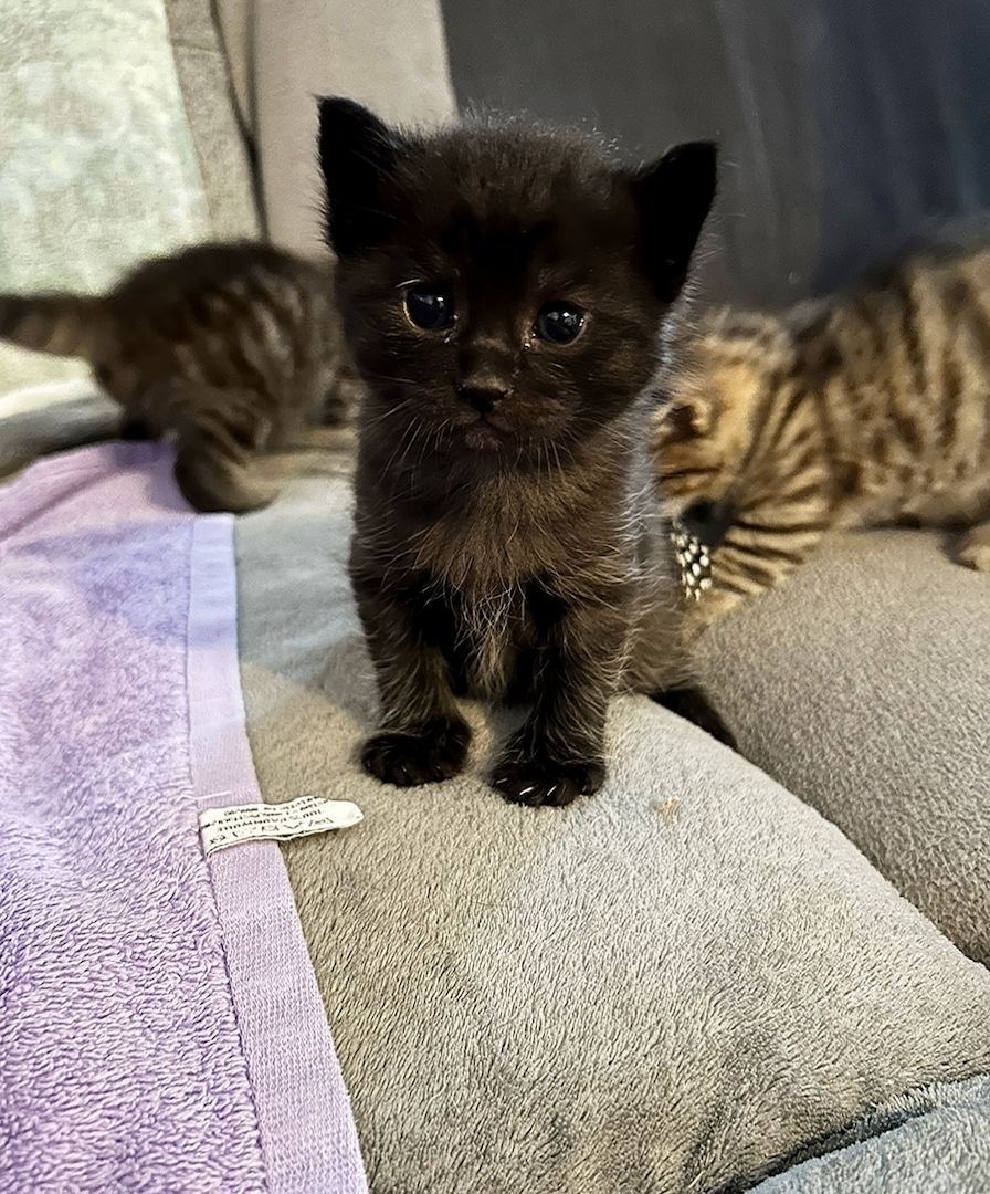 Kitten MaineCoon & Wildkatze