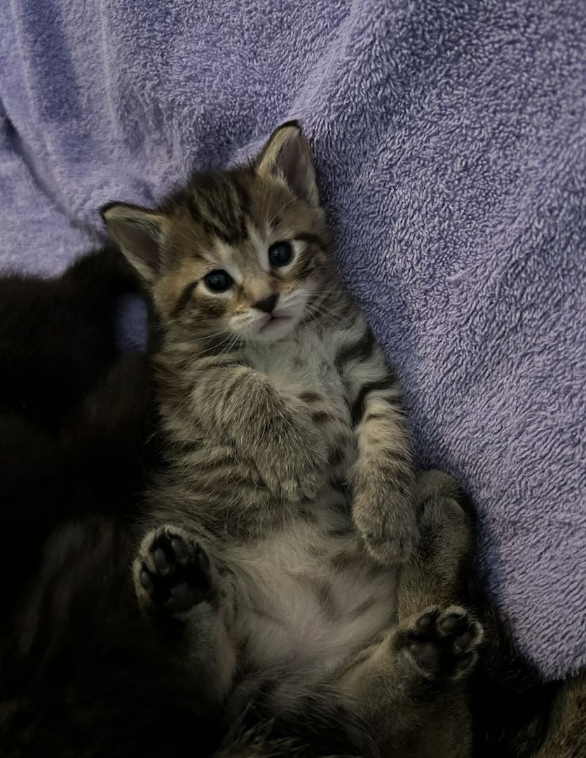 Kitten MaineCoon & Wildkatze