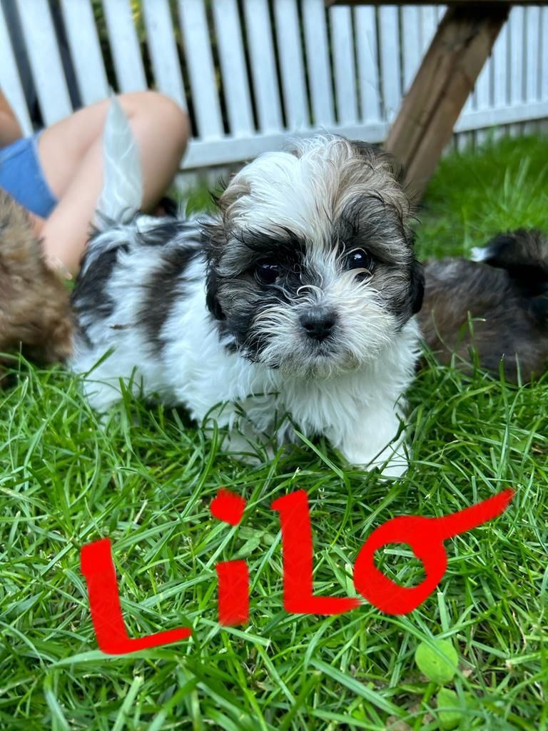 Havapoo Welpen in tollen bunten Farben