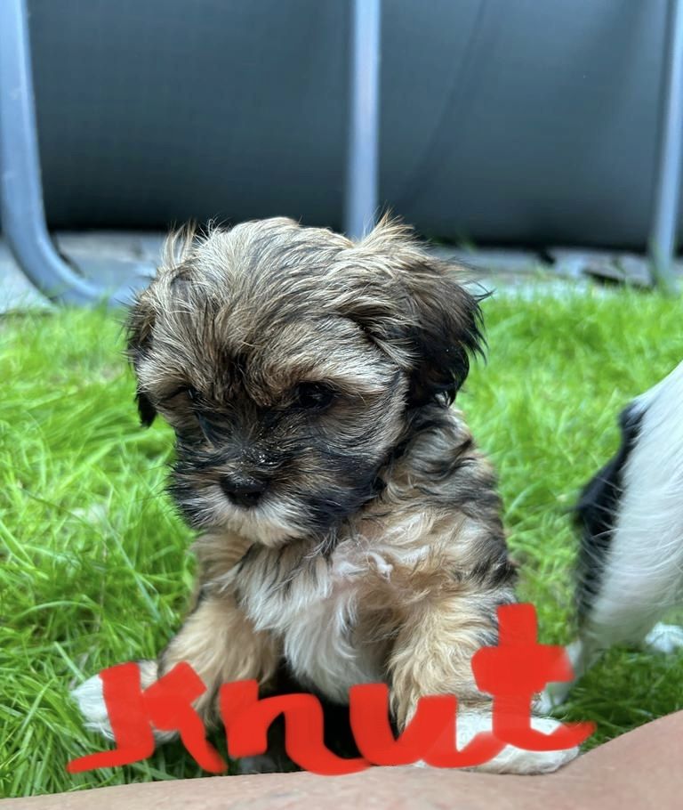 Havapoo Welpen in tollen bunten Farben