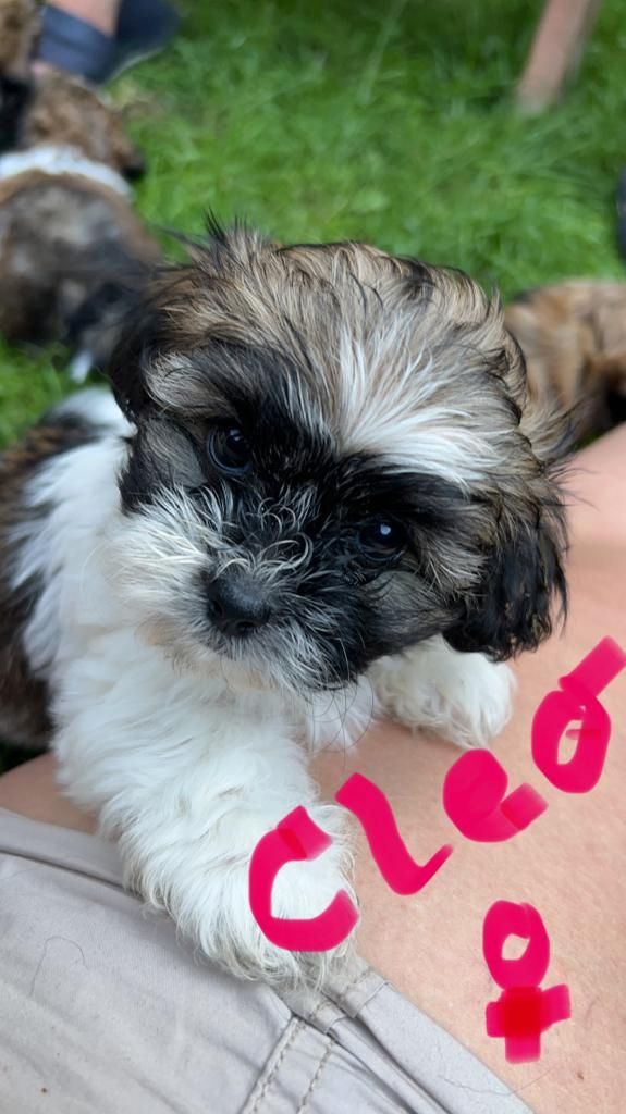 Havapoo Welpen in tollen bunten Farben