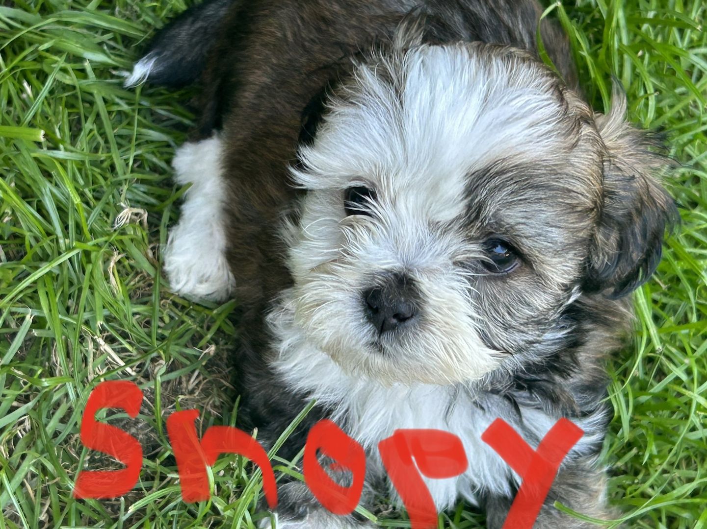 Havapoo Welpen in tollen bunten Farben