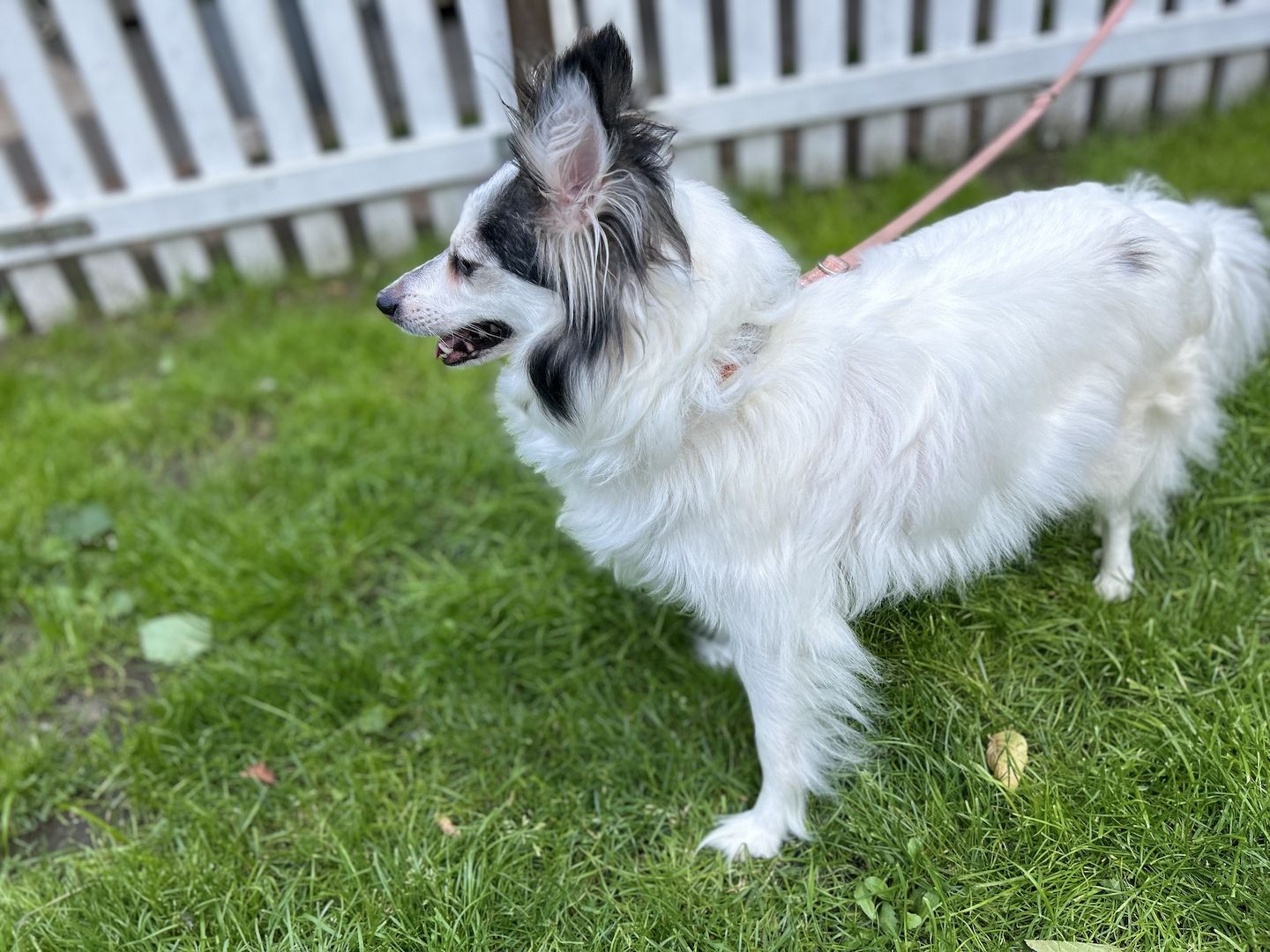 Havapoo Welpen in tollen bunten Farben