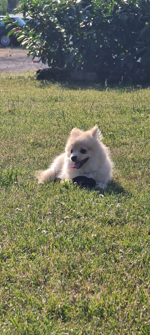 Zwergspitz, Pomeranian