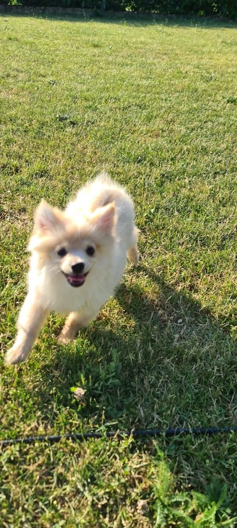 Zwergspitz, Pomeranian