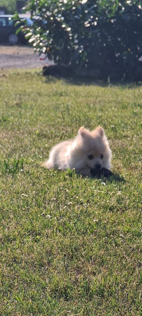 Zwergspitz, Pomeranian