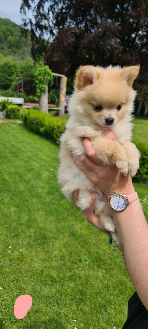 Zwergspitz, Pomeranian