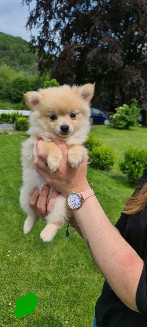 Zwergspitz, Pomeranian