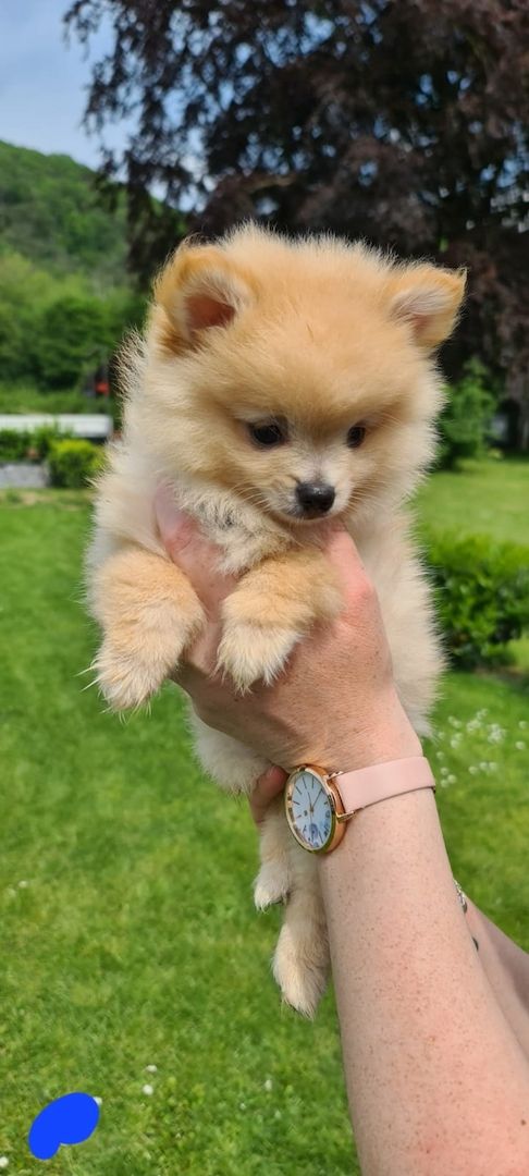 Zwergspitz, Pomeranian