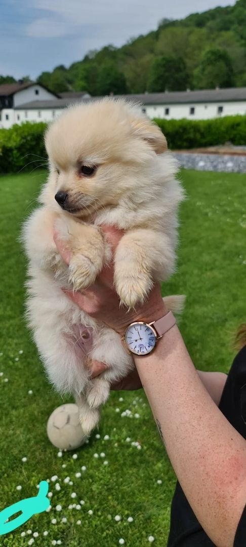 Zwergspitz, Pomeranian