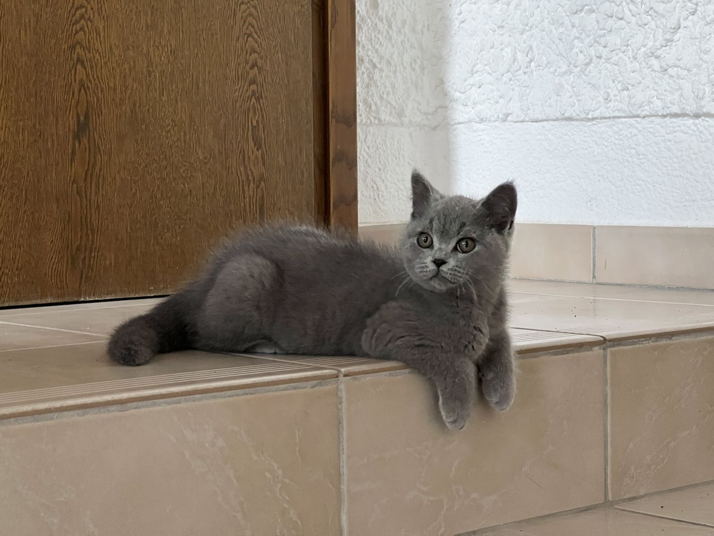 Reinrassige BKH Kitten Kätzchen in Blue abgabebereit!