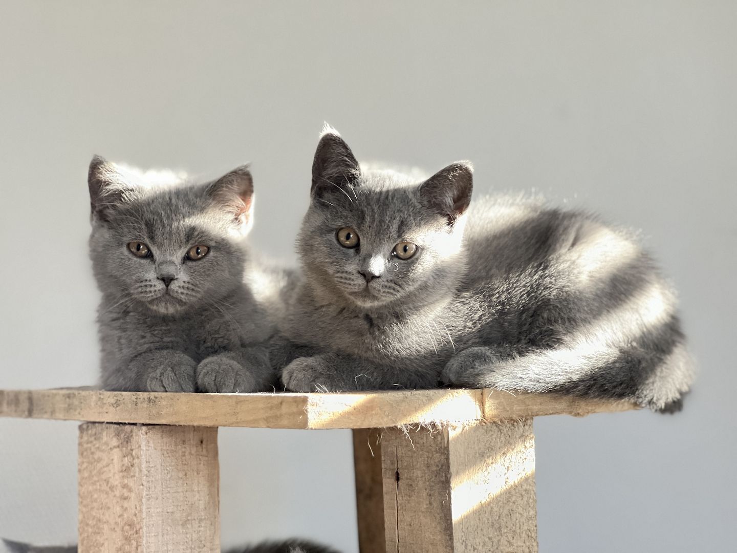 Reinrassige BKH Kitten Kätzchen in Blue abgabebereit!