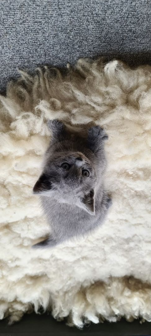 Reinrassige BKH Kitten Kätzchen in Blue abgabebereit!