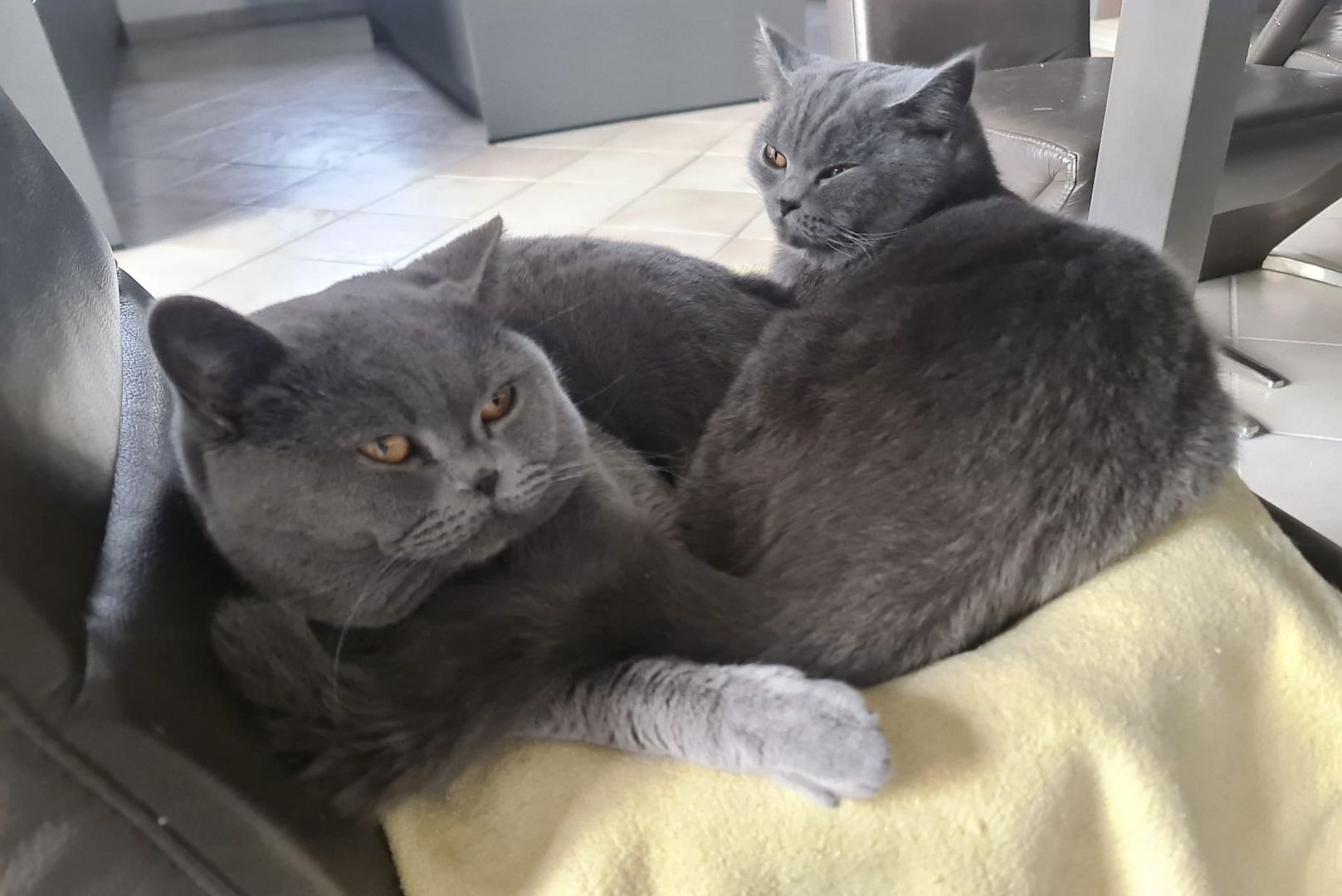 Reinrassige BKH Kitten Kätzchen in Blue abgabebereit!