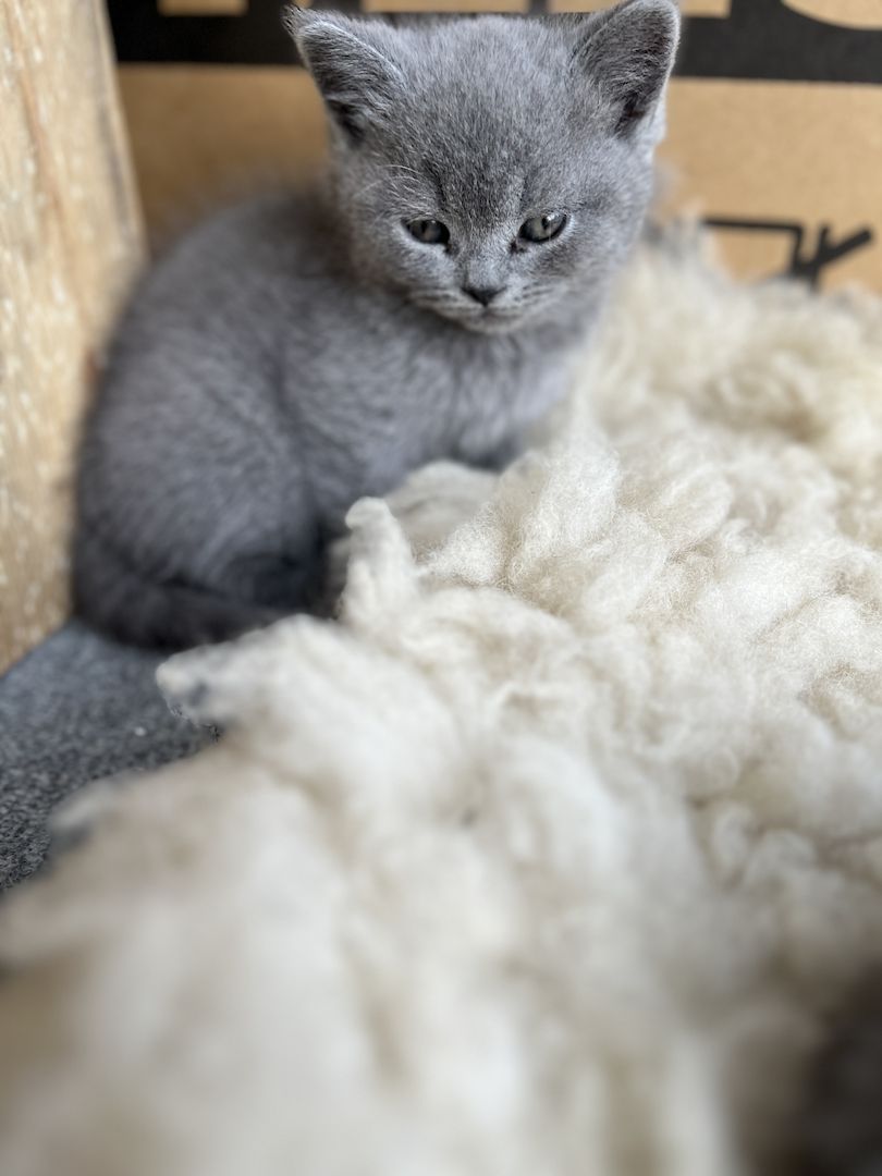 Reinrassige BKH Kitten Kätzchen in Blue abgabebereit!