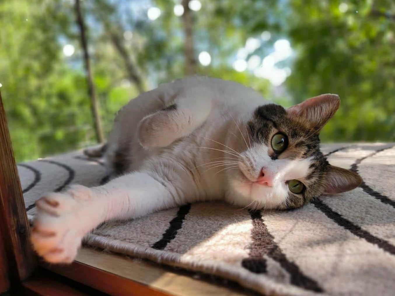 Handicat Marc sucht Menschen mit Herz Handicat Marc sucht Menschen mit Herz