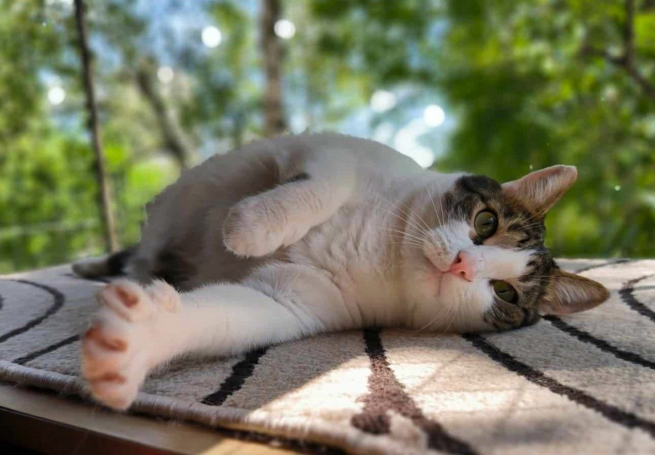 Handicat Marc sucht Menschen mit Herz Handicat Marc sucht Menschen mit Herz