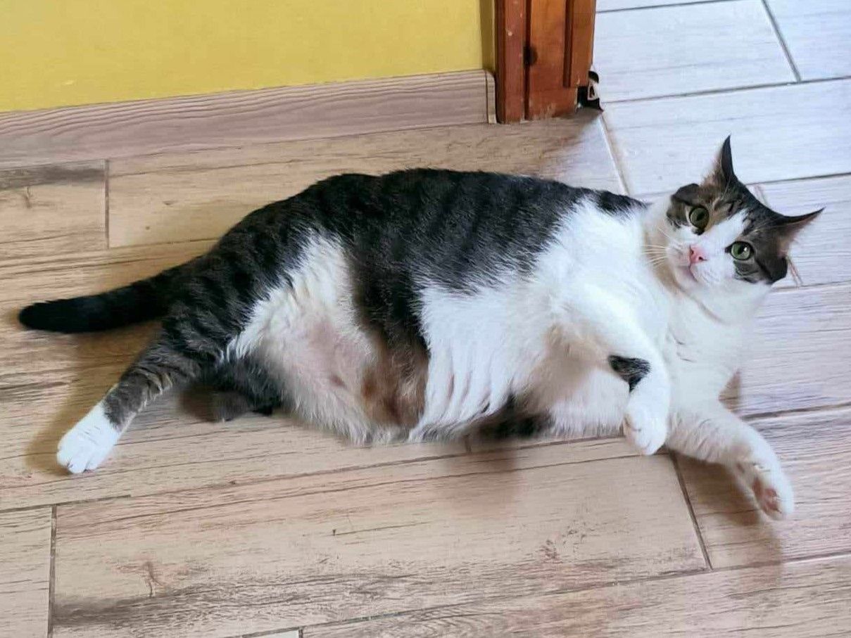 Handicat Marc sucht Menschen mit Herz Handicat Marc sucht Menschen mit Herz