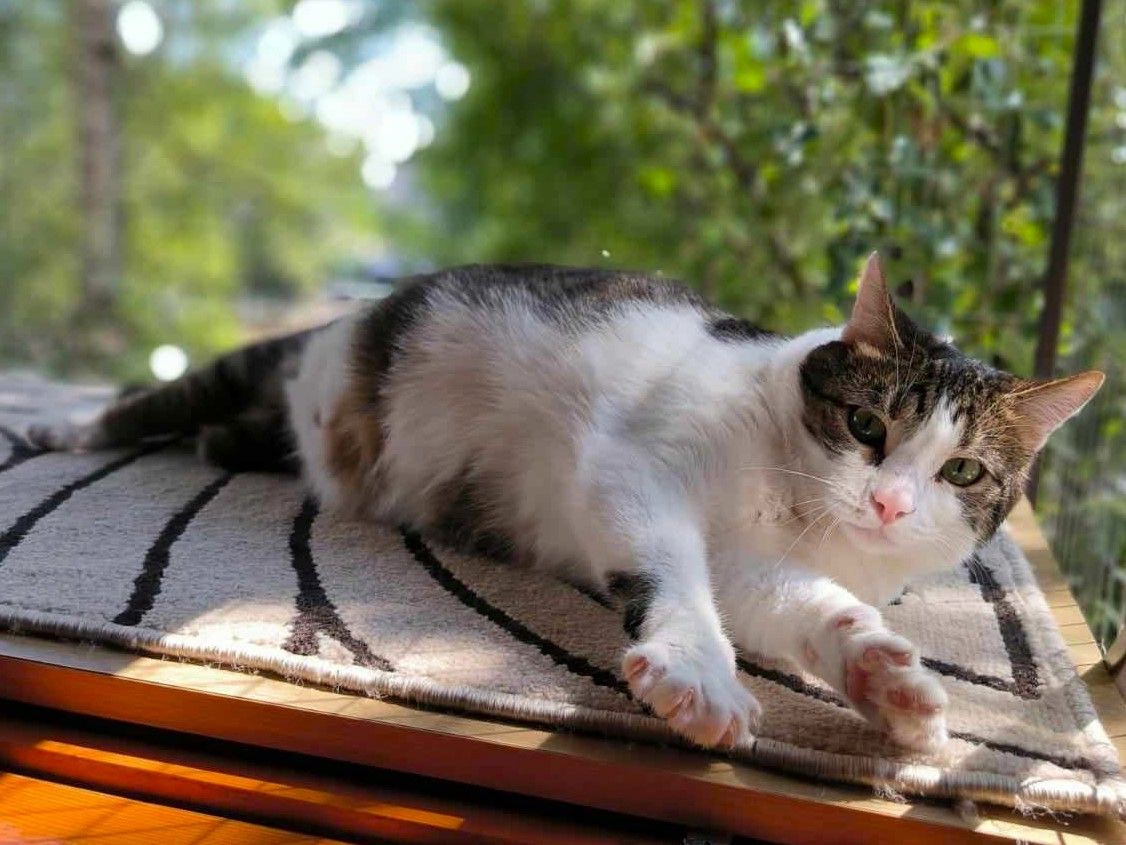 Handicat Marc sucht Menschen mit Herz Handicat Marc sucht Menschen mit Herz