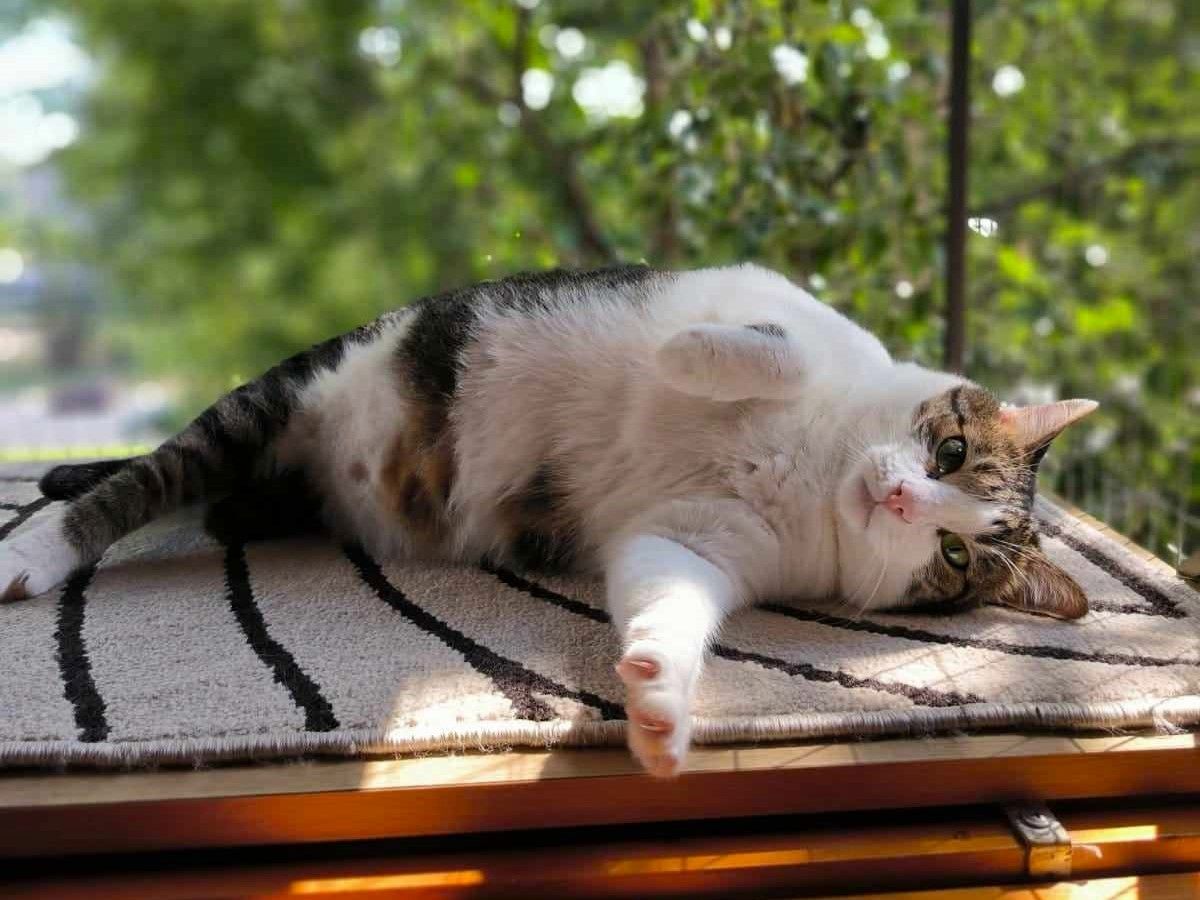 Handicat Marc sucht Menschen mit Herz Handicat Marc sucht Menschen mit Herz