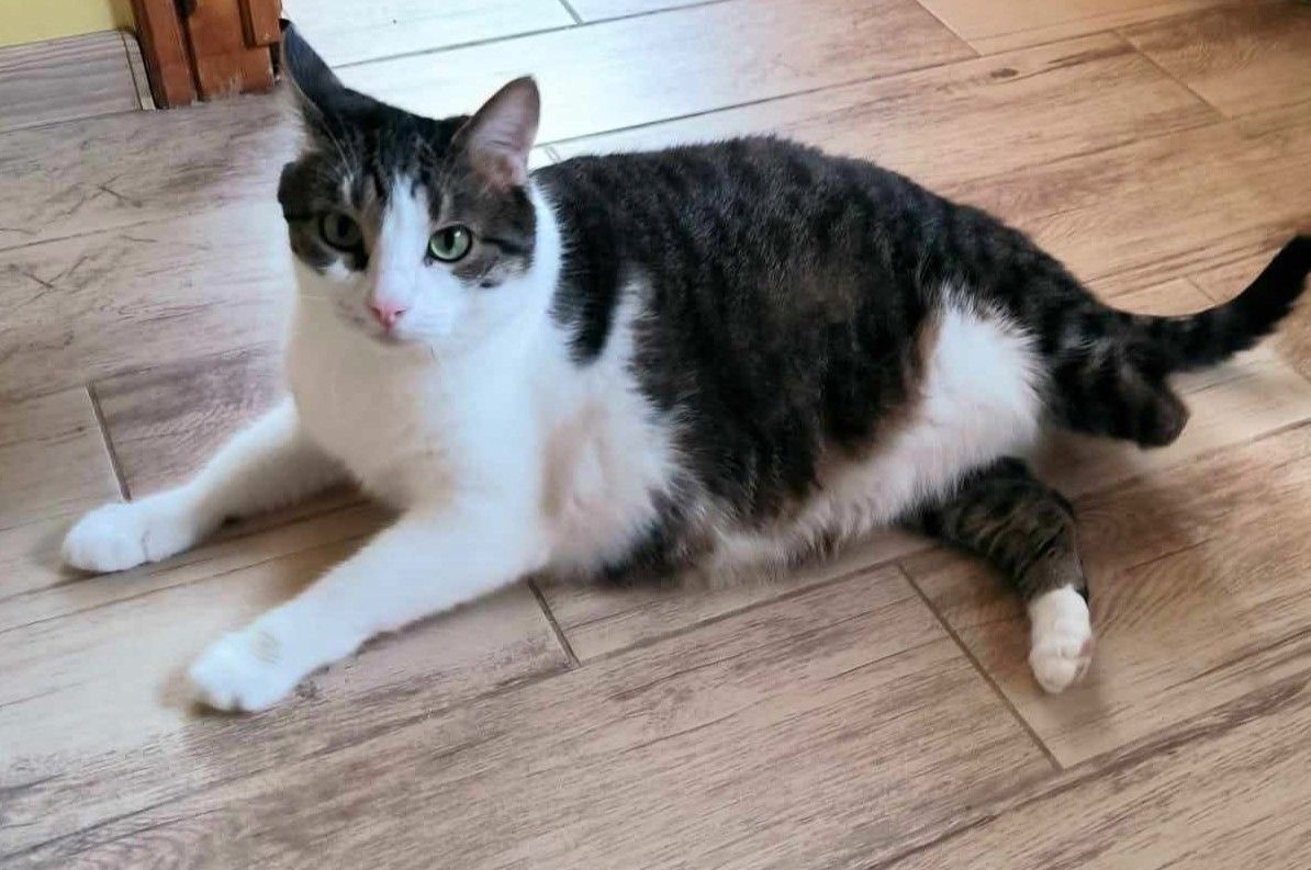 Handicat Marc sucht Menschen mit Herz Handicat Marc sucht Menschen mit Herz