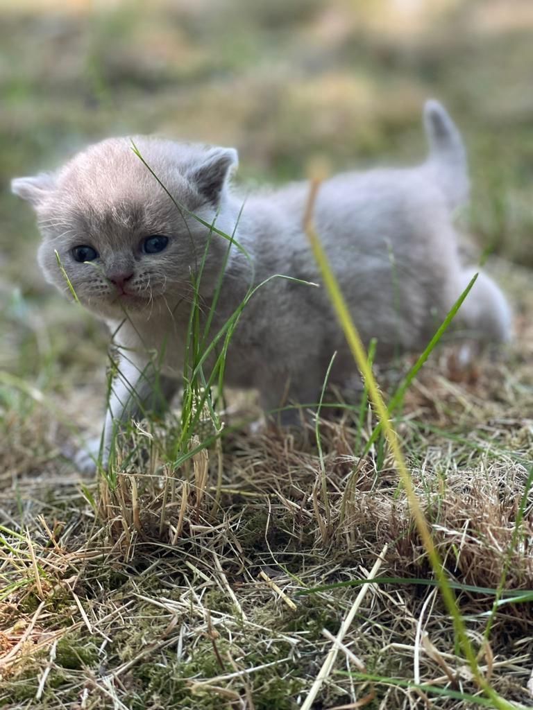 BKH Kitten
