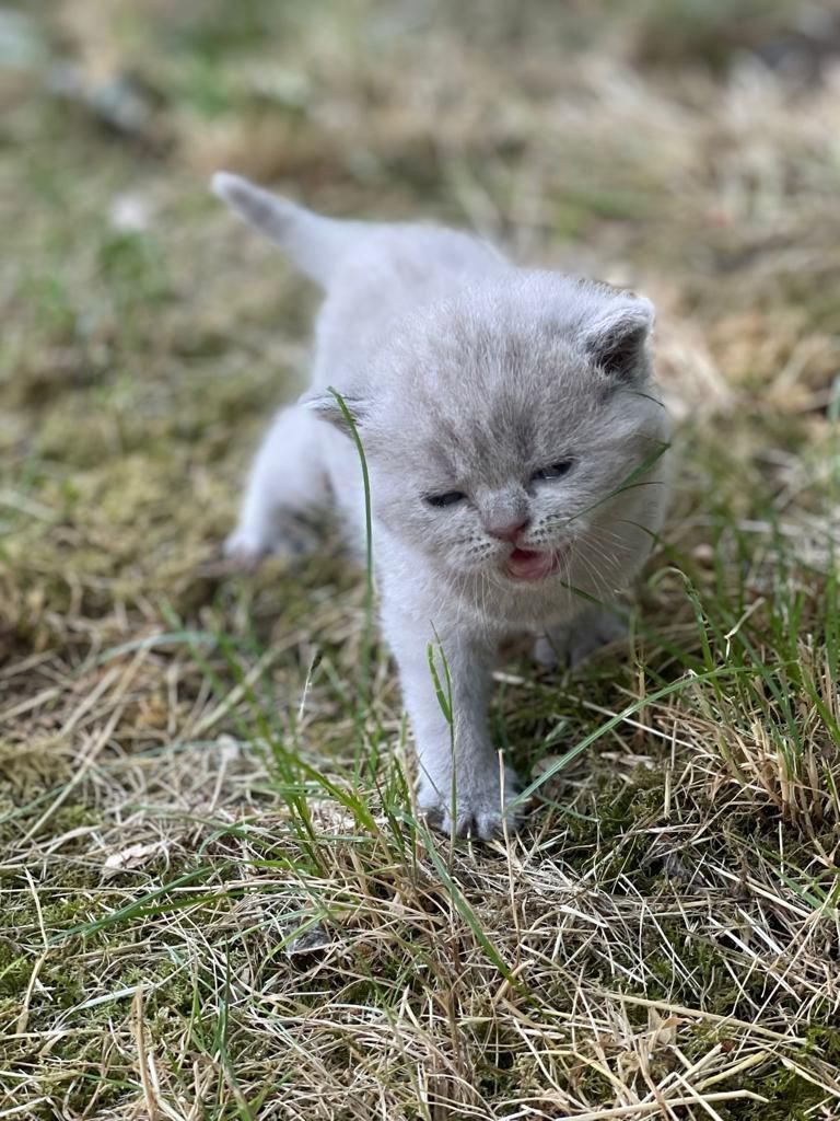 BKH Kitten