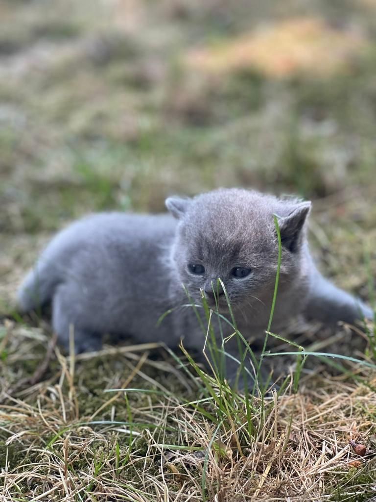 BKH Kitten