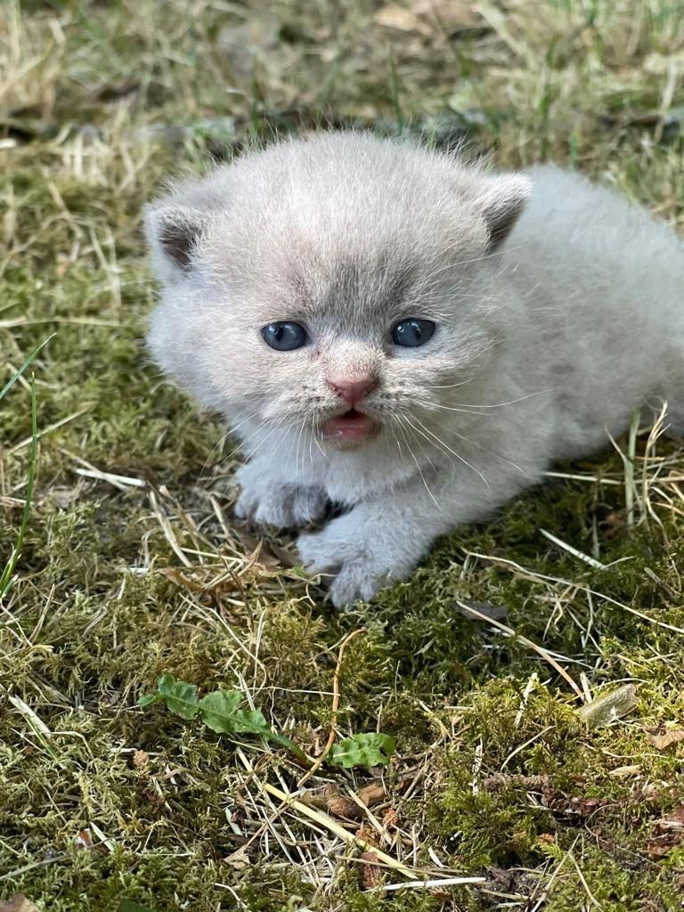 BKH Kitten