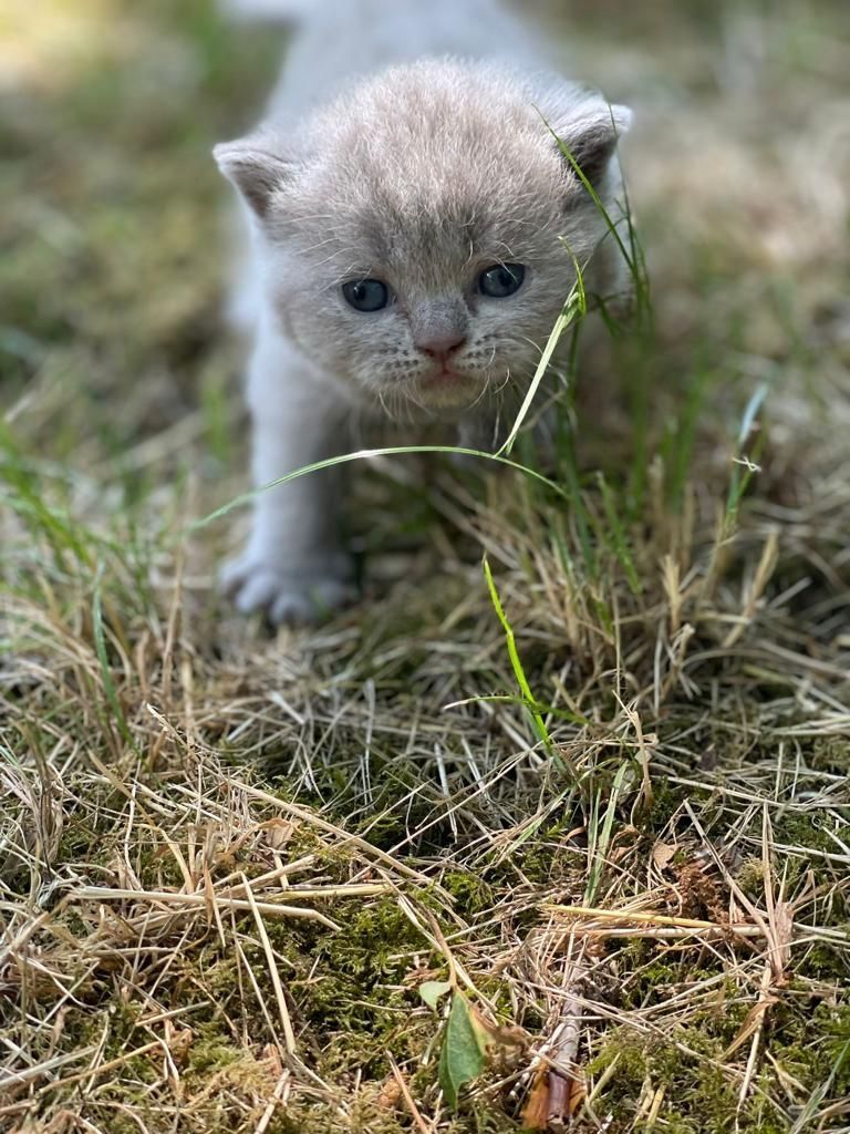 BKH Kitten