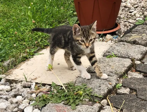 Katzen/Kitten