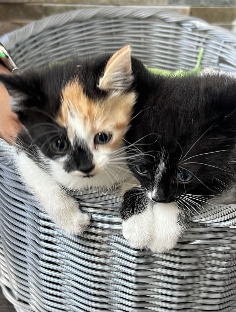2 Kitten