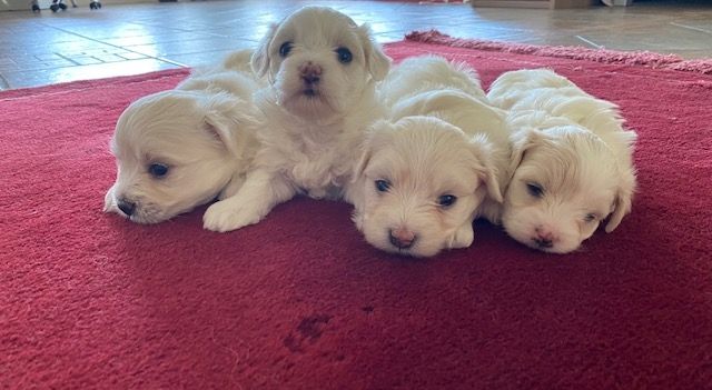 Welpen Mini Malteser