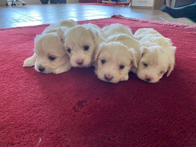 Welpen Mini Malteser