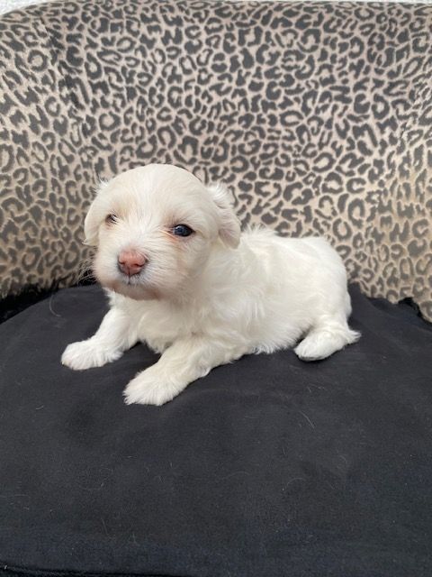 Welpen Mini Malteser