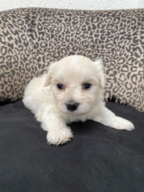 Welpen Mini Malteser