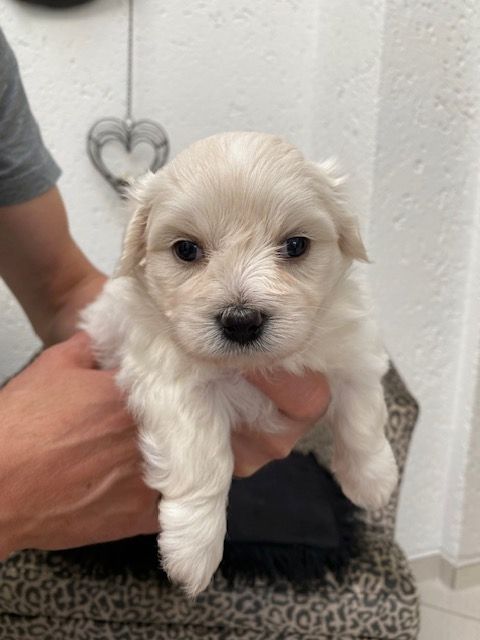 Welpen Mini Malteser