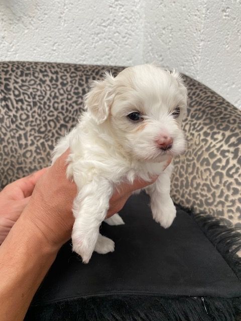 Welpen Mini Malteser