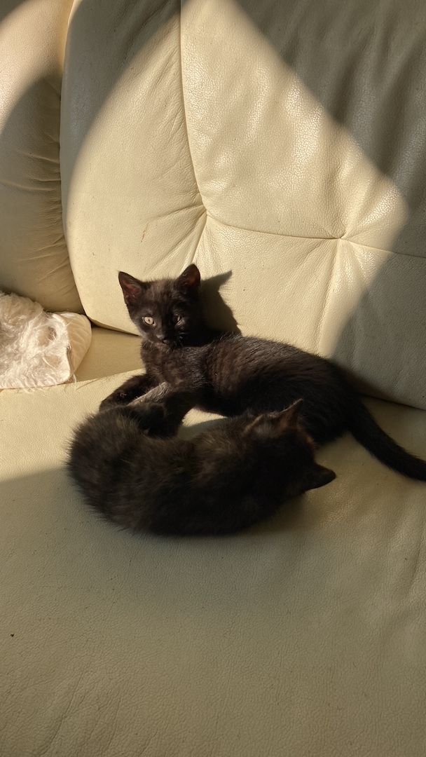 Katzenbaby suchen ein neues Zuhause