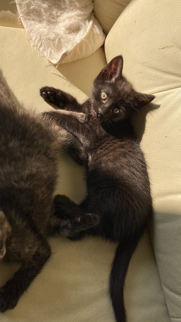 Katzenbaby suchen ein neues Zuhause