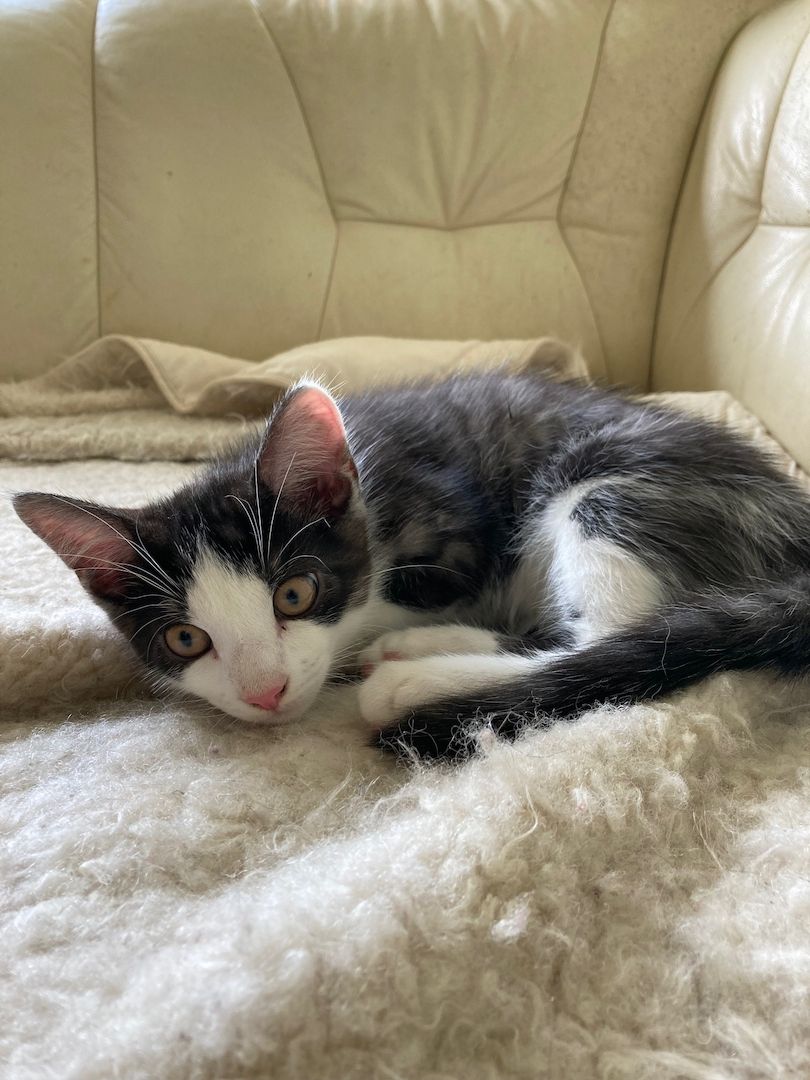 Katzenbaby suchen ein neues Zuhause