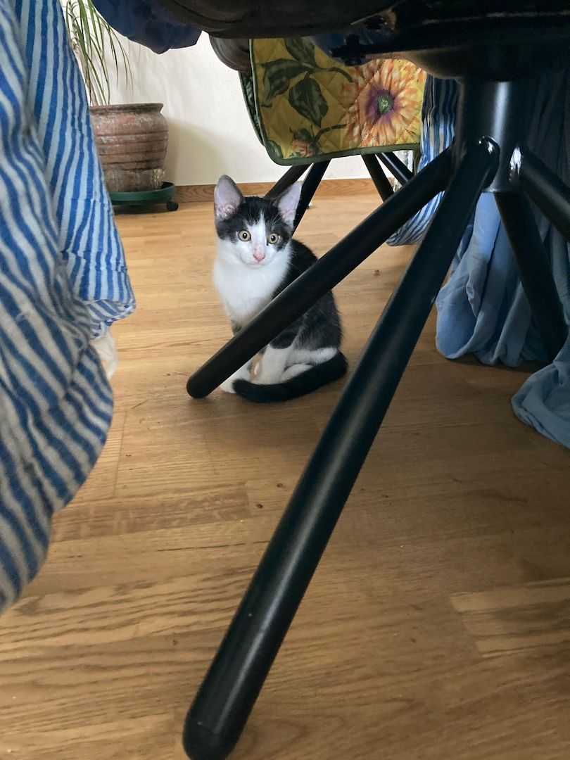 Katzenbaby suchen ein neues Zuhause