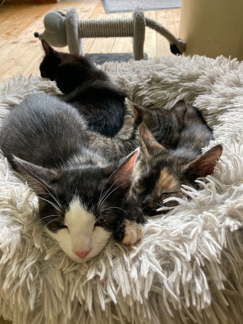 Katzenbaby suchen ein neues Zuhause